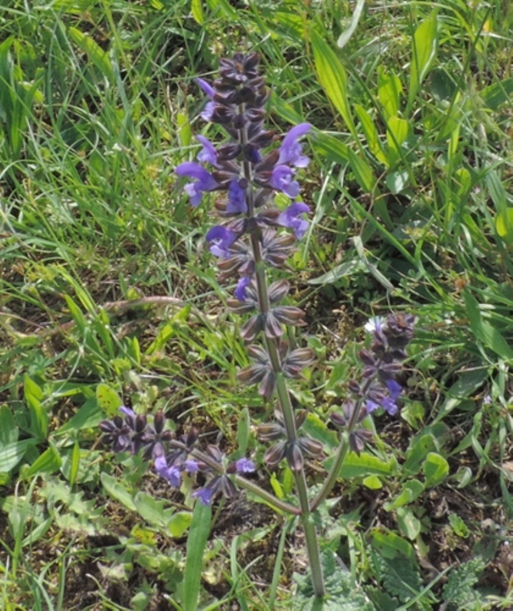 Salvia verbenaca (Lamiaceae)